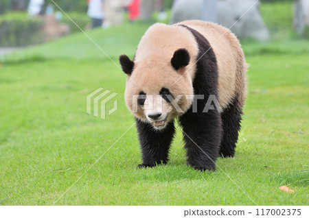 梅濱散步時 117002375