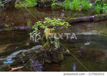 日本最好的山區度假勝地之一，綠樹成蔭的上高地 117002652