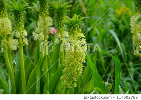 菠蘿百合（Eucomis） 117002769