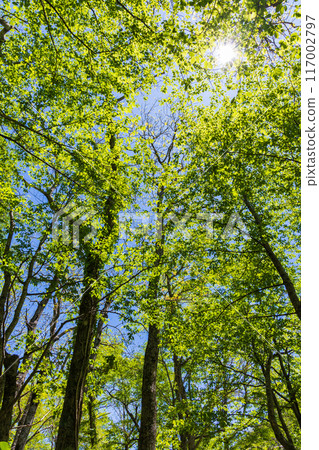 日本最好的山區度假勝地之一,綠樹成蔭的上高地 日本最好的山區度假勝地之一,綠樹成蔭的上高地 117002797