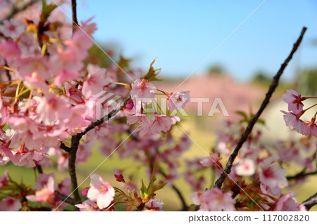 Early-blooming cherry blossoms Kawazuzakura flowers in full bloom 117002820