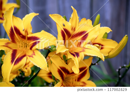 fly on red and yellow lily flowers fly on red and yellow lily flowers 117002829