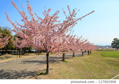早開的櫻花河津櫻盛開 早開的櫻花河津櫻盛開 117002906