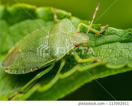 Green shield bug sitting on green leaf 117002911