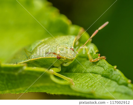 Green shield bug sitting on green leaf Green shield bug sitting on green leaf 117002912