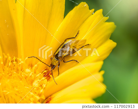 Western Corn Rootworm Beetle sitting on yellow flower 117002913