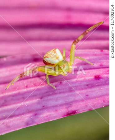 Green Grass Crab Spider on echinacea flower 117002914