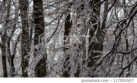 Frozen trees, frost, frost, Hakuba Village, Nagano Prefecture Frozen trees, frost, frost, Hakuba Village, Nagano Prefecture 117002927