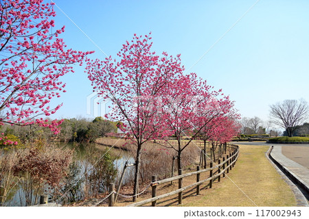 早開的櫻花、寒日櫻 117002943