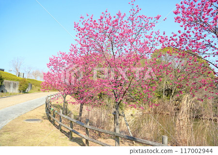 Early-blooming cherry blossoms: Kanhizakura flowers 117002944