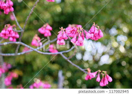 Early-blooming cherry blossoms: Kanhizakura flowers Early-blooming cherry blossoms: Kanhizakura flowers 117002945