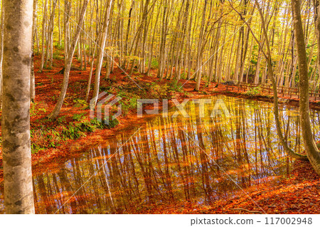 [森林素材] 秋天的美麗森林[新潟縣] 117002948