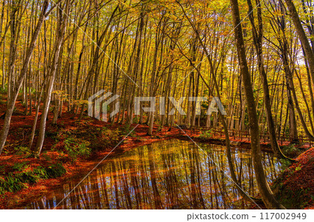 [森林素材] 秋天的美麗森林[新潟縣] 117002949