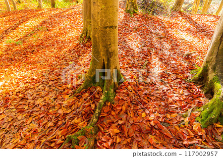 [Forest material] Autumn beauty forest [Niigata Prefecture] 117002957