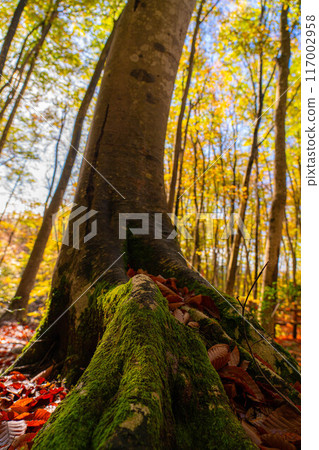 [Forest material] Autumn beauty forest [Niigata Prefecture] 117002958