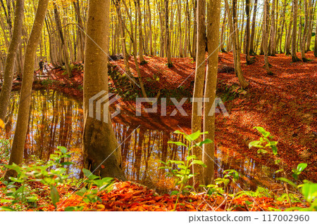 [Forest material] Autumn beauty forest [Niigata Prefecture] 117002960