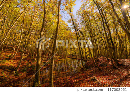 [Forest material] Autumn beauty forest [Niigata Prefecture] 117002961