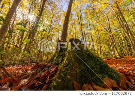 [Forest material] Autumn beauty forest [Niigata Prefecture] 117002972
