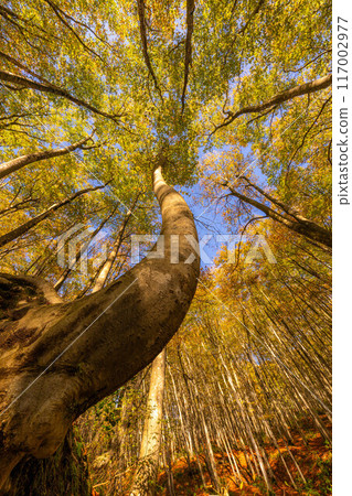 [Forest material] Autumn beauty forest [Niigata Prefecture] 117002977