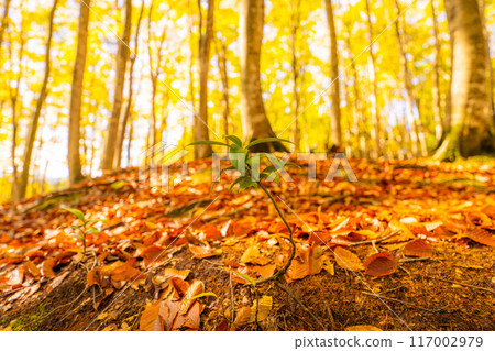 [Forest material] Autumn beauty forest [Niigata Prefecture] 117002979