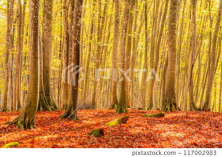 [Forest material] Autumn beauty forest [Niigata Prefecture] 117002983