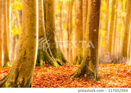 [Forest material] Autumn beauty forest [Niigata Prefecture] 117002984