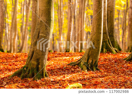 [Forest material] Autumn beauty forest [Niigata Prefecture] 117002986