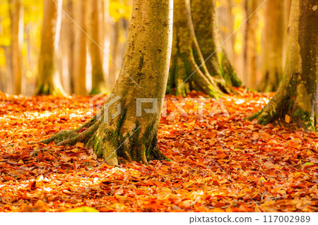 [Forest material] Autumn beauty forest [Niigata Prefecture] 117002989
