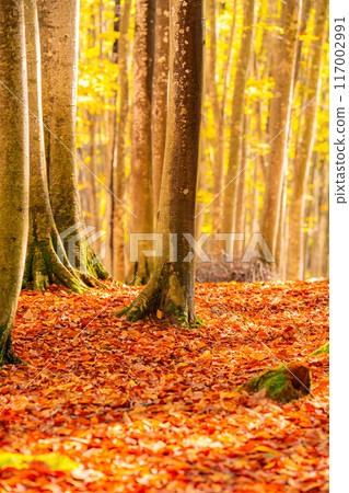 [Forest material] Autumn beauty forest [Niigata Prefecture] 117002991