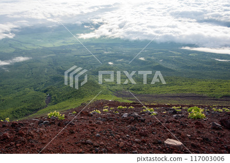富士山山坡上自然生長的富士山和從地面看到的景色 富士山山坡上自然生長的富士山和從地面看到的景色 117003006
