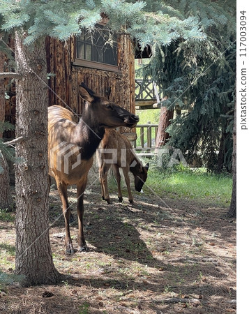 A mother and her baby deer relaxing in the park 117003094