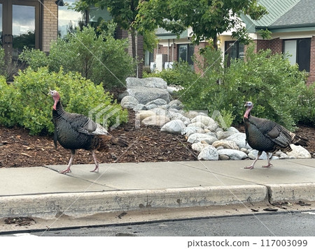 Turkey taking a walk Turkey taking a walk 117003099