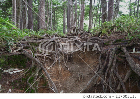 Exposed tree roots on the ground Exposed tree roots on the ground 117003113
