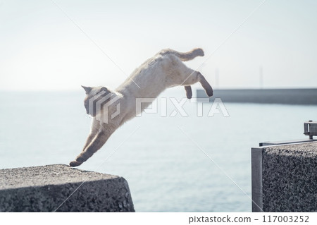 貓島港口的貓在奮力跳躍① 貓島港口的貓在奮力跳躍① 117003252