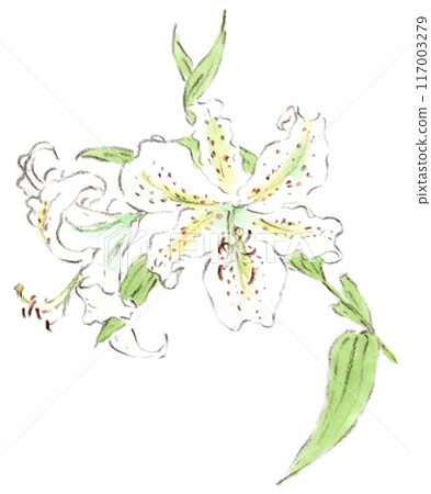 夏季植物、大白花和山百合的水彩插圖 117003279