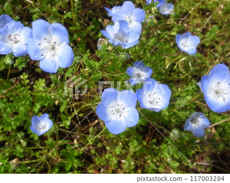 Nemophila Nemophila 117003284