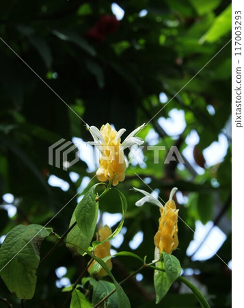 薑黃珊瑚在溫室裡開花 薑黃珊瑚在溫室裡開花 117003293