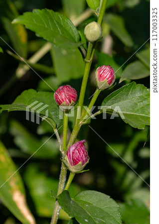 Buds that can withstand the heat Buds that can withstand the heat 117003325