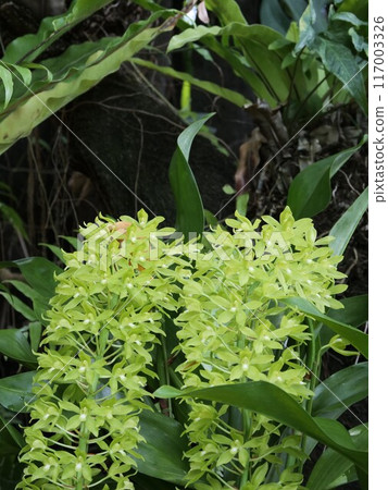 Grammatophillum in the greenhouse Grammatophillum in the greenhouse 117003326
