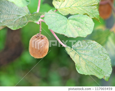 在樹的獼猴桃果子 117003459