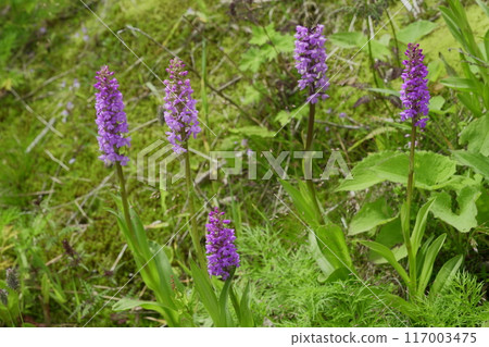 津岳登山道上盛開的高山植物 津岳登山道上盛開的高山植物 117003475