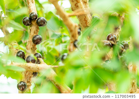 Jabuticaba fruit growing in the greenhouse Lotus building of Mizunomori Water Botanical Garden, Kusatsu City, Shiga Prefecture Jabuticaba fruit growing in the greenhouse Lotus building of Mizunomori Water Botanical Garden, Kusatsu City, Shiga Prefecture 117003495