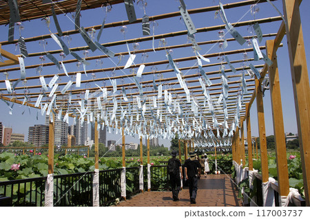 Walking along the wind chime walkway, enjoying the refreshing sound of the wind chimes. An early summer event I encountered at Shinobazu Pond in Ueno, where lotus flowers bloom. 117003737