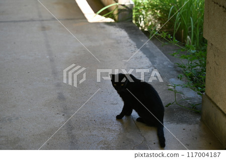 Black Cat Stray Cat 117004187