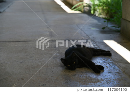 Lying black cat, stray cat 117004190