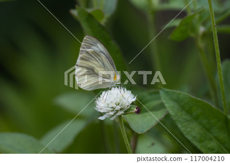 White flowers and monstrochu 117004210