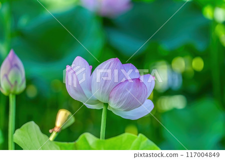 A pale pink lotus flower blooming quietly in full bloom 117004849