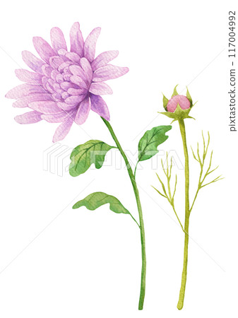 Watercolor painting of autumn flowers. 117004992