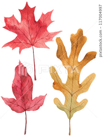 Watercolor painting of autumn leaves. 117004997