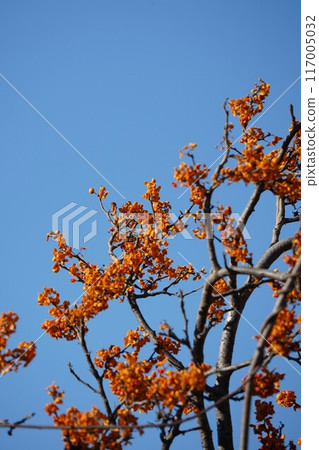 Red berries of the poppy tree 117005032